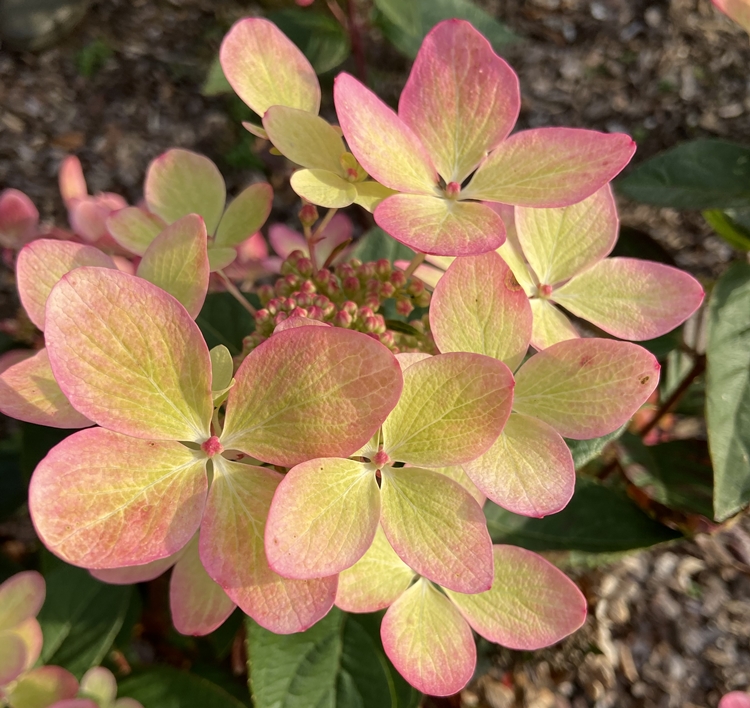 Гортензия метельчатая Пастелгрин